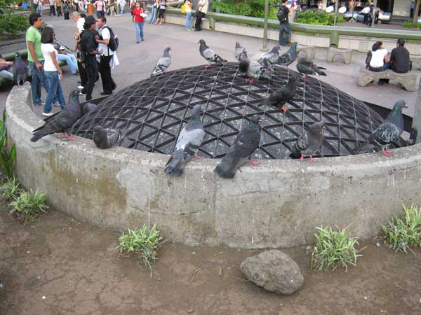 pigeon place