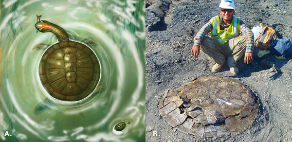 round turtle