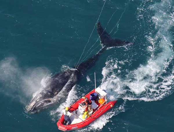 whale detached
