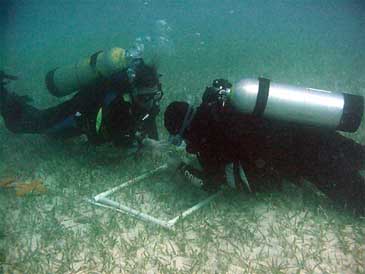 sea grass