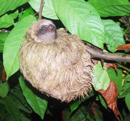 three-toes sloth