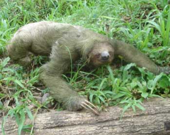 sloth on patrol