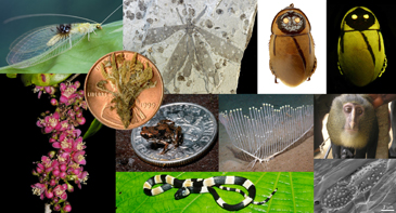 species