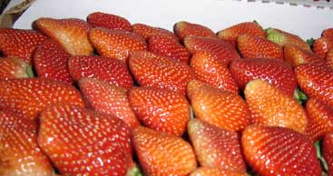 Strawberries are the product of the weekend in Vara Blanca