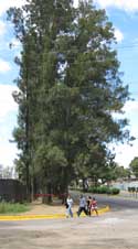 tall trees