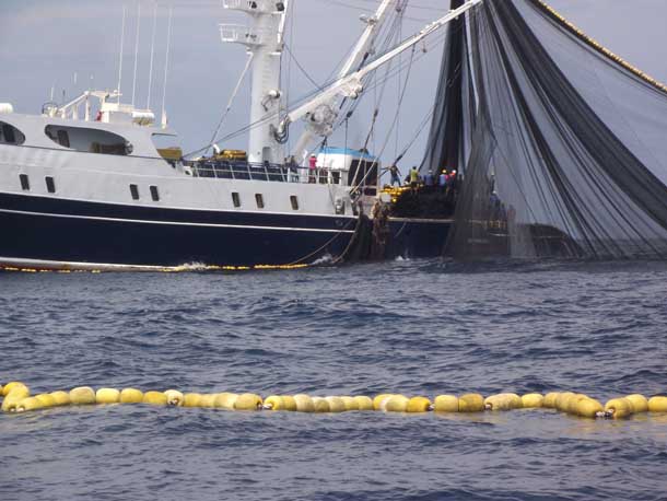 Tuna crew releases dolphin after visitors show up