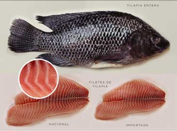tilapia