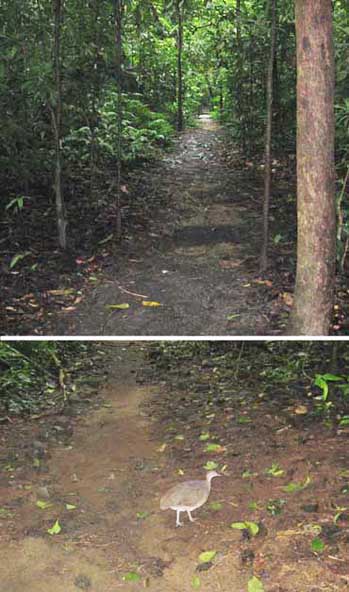 Carara trailhead