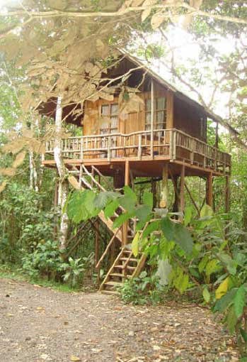 tree house cabin