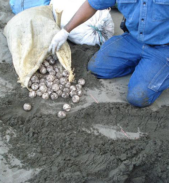 turtle eggs