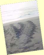 turtle tracks