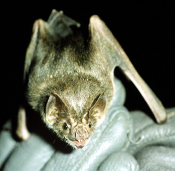 vampire bat