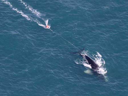 Whale dragging trash