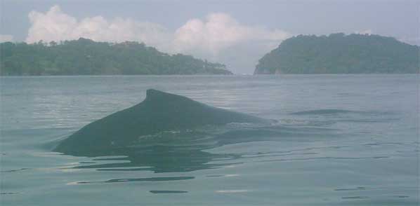 whale mom and offspring