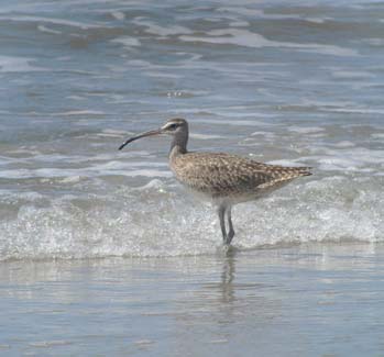whimbrel at Playa Guiones