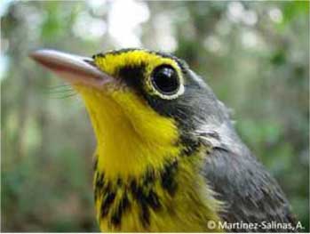 male bird