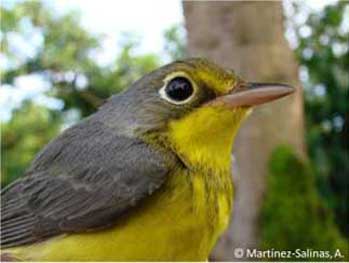 female bird